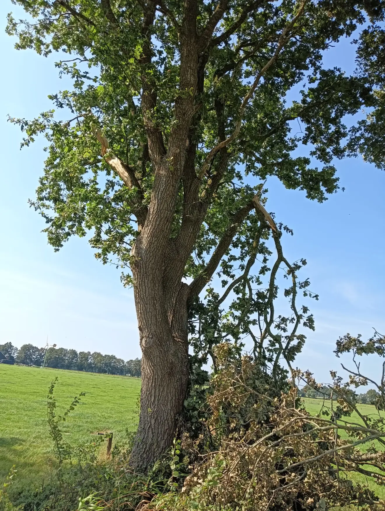 Nog meer schade aan bomen tussen Wijster en Holthe. Dit is het spoor van de hoos naar Zuidveld en later Schoonloo - Gerrit Woertink.