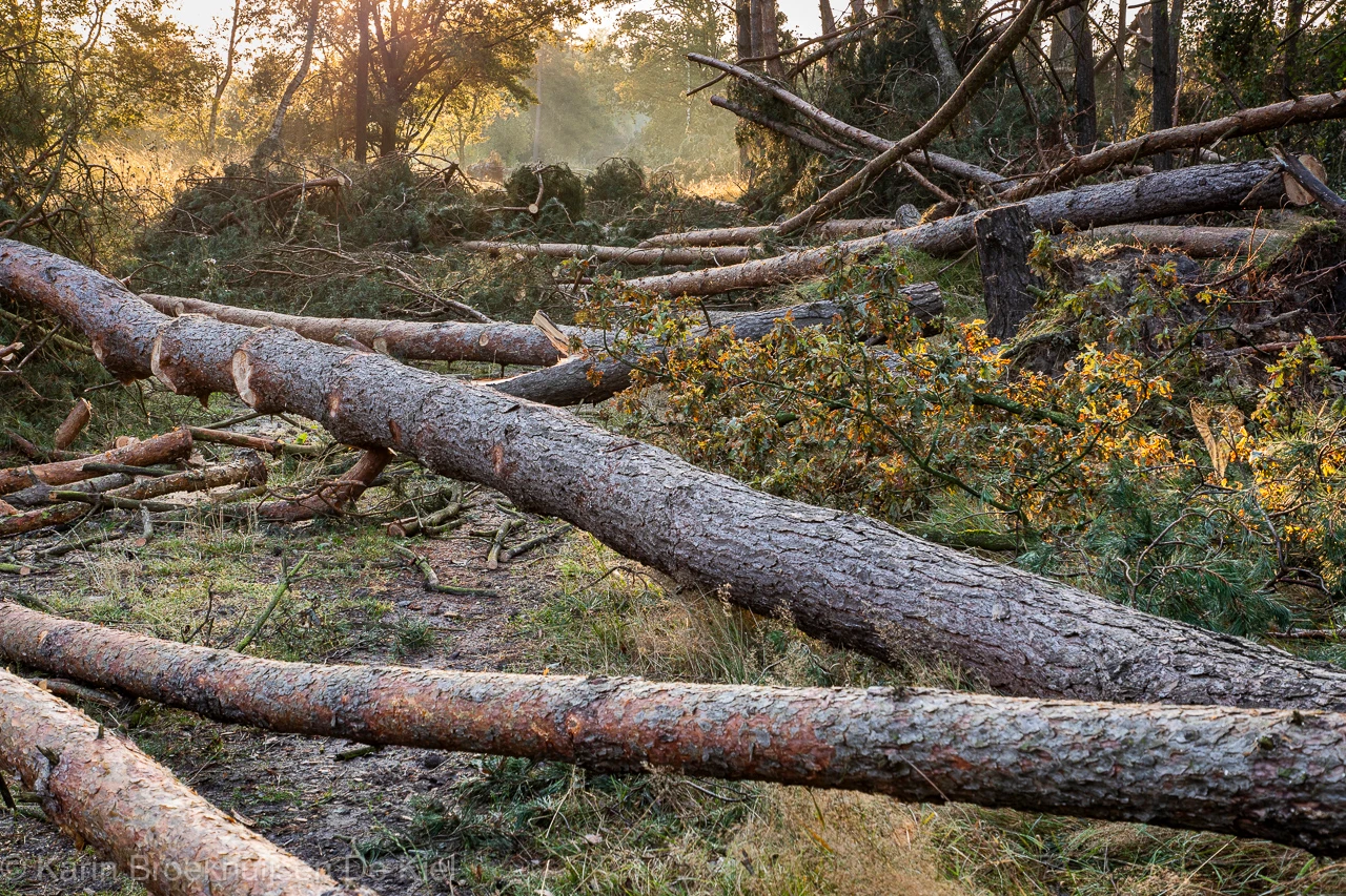 Ravage in het Dwingelderveld. Medewerkers van Staatsbosbeheer hebben er ook al de zaag in gezet - Karin Broekhuijsen