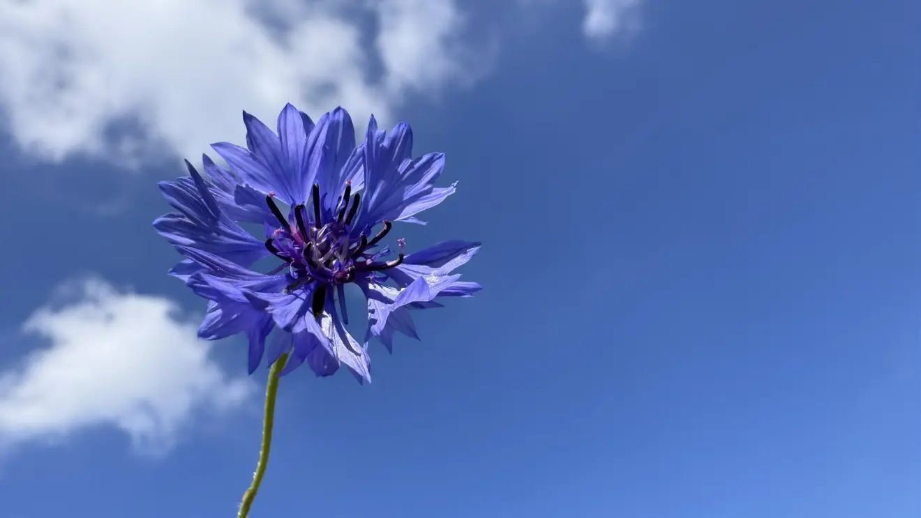 Bloem onder blauwe lucht en kleine wolk - Jolanda Bakker