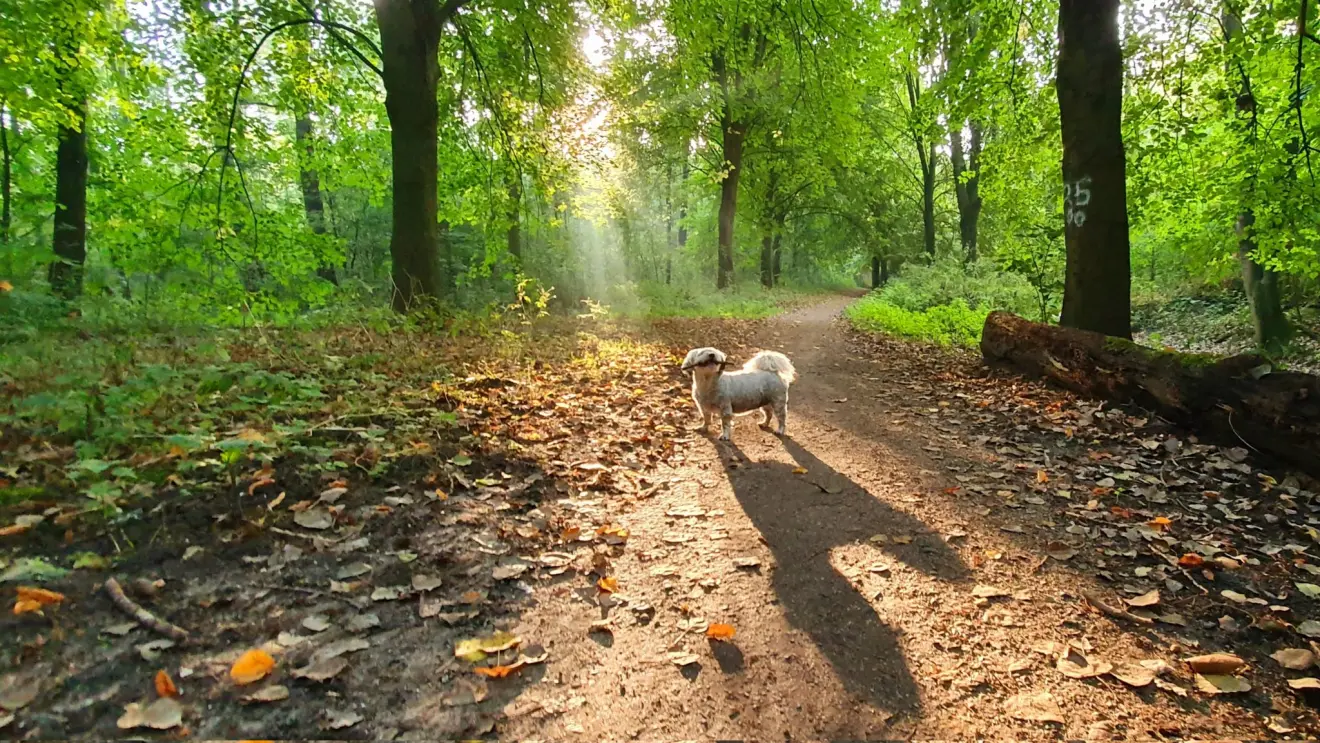 En ook in het bos is het genieten - Ed van Pelt.