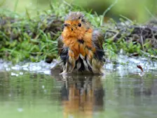 Lekker badderen in één van de vele plassen van dit moment - Chris Meewis