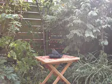 Het was zo warm dat merels in de tuin verkoeling zochten in een bakje water - Reinout van den Born