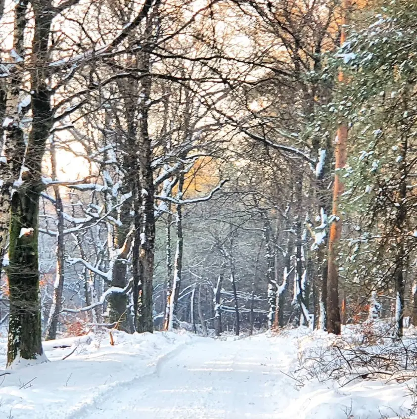 Het was een plaatje, in de dagen na de sneeuwstorm - Reinout van den Born