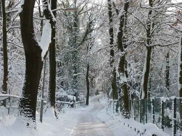 De bomen dik onder de sneeuw, op eerste kerstdag 2010 - Reinout van den Born