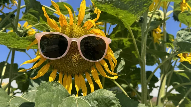 Het is op en top zomer - Jolanda Bakker