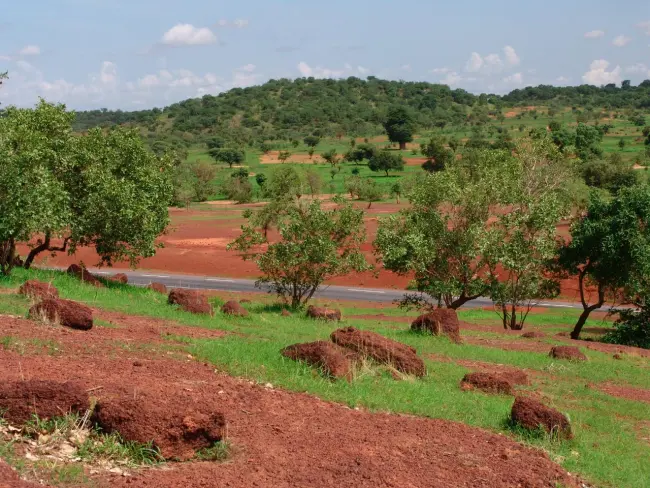 Sahel forest near Kayes Mali