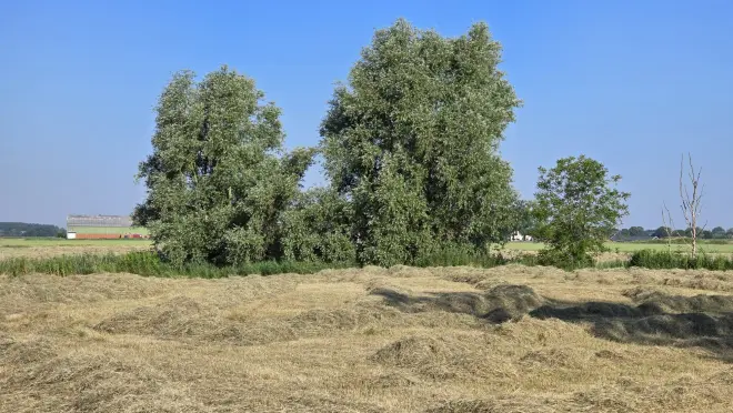 Hooien op het Groningse land - Jannes Wiersema