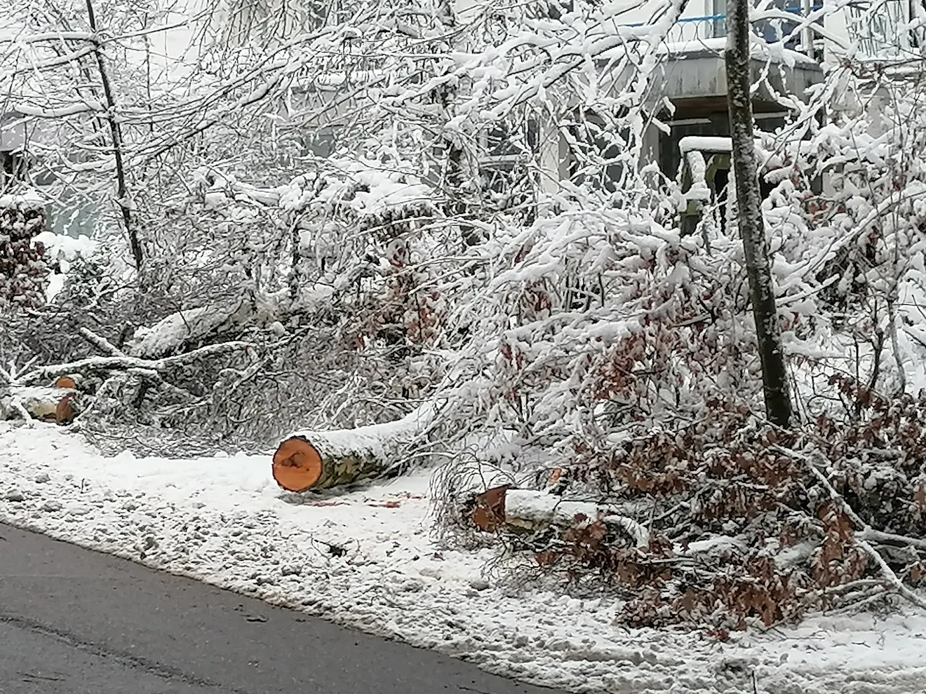 Weggezaagde bomen, langs de weg naar de Vaalserberg. Ze waren onder het gewicht van ijs en sneeuw bezweken - Carlos Sour