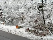 Weggezaagde bomen, langs de weg naar de Vaalserberg. Ze waren onder het gewicht van ijs en sneeuw bezweken - Carlos Sour