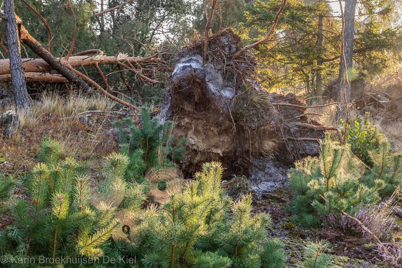 Spinnenwebben bij een omgewaaide boom. De natuur gaat altijd door - Karin Broekhuijsen