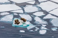 Walruses on ice floes Kirill Uyutnov