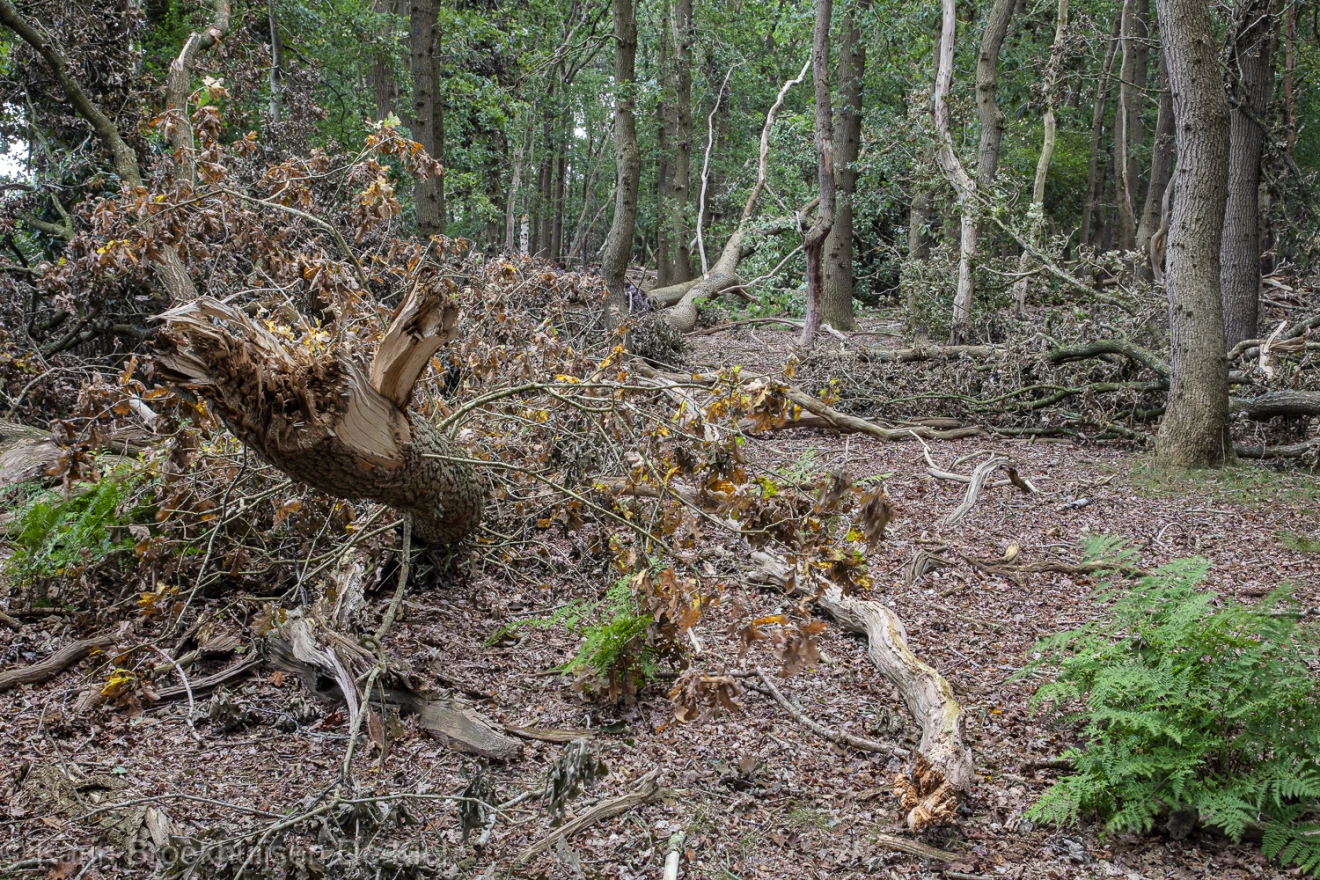 Schade in het bos, in de buurt van Schoonloo - Karin Broekhuijsen