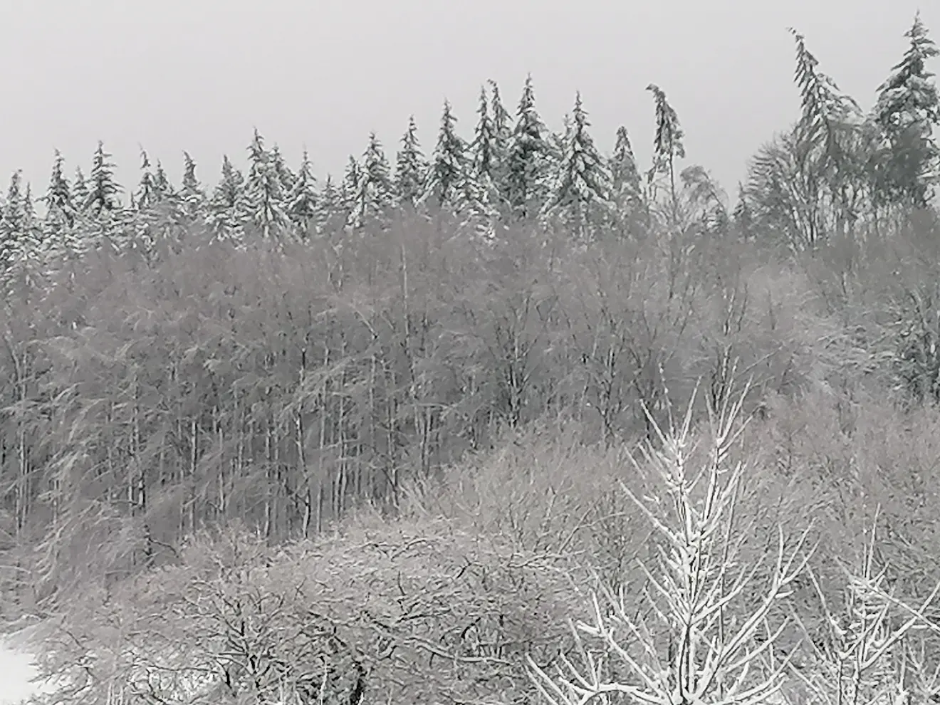 Boomtoppen staan krom door het gewicht van sneeuw en ijs - Carlos Sour