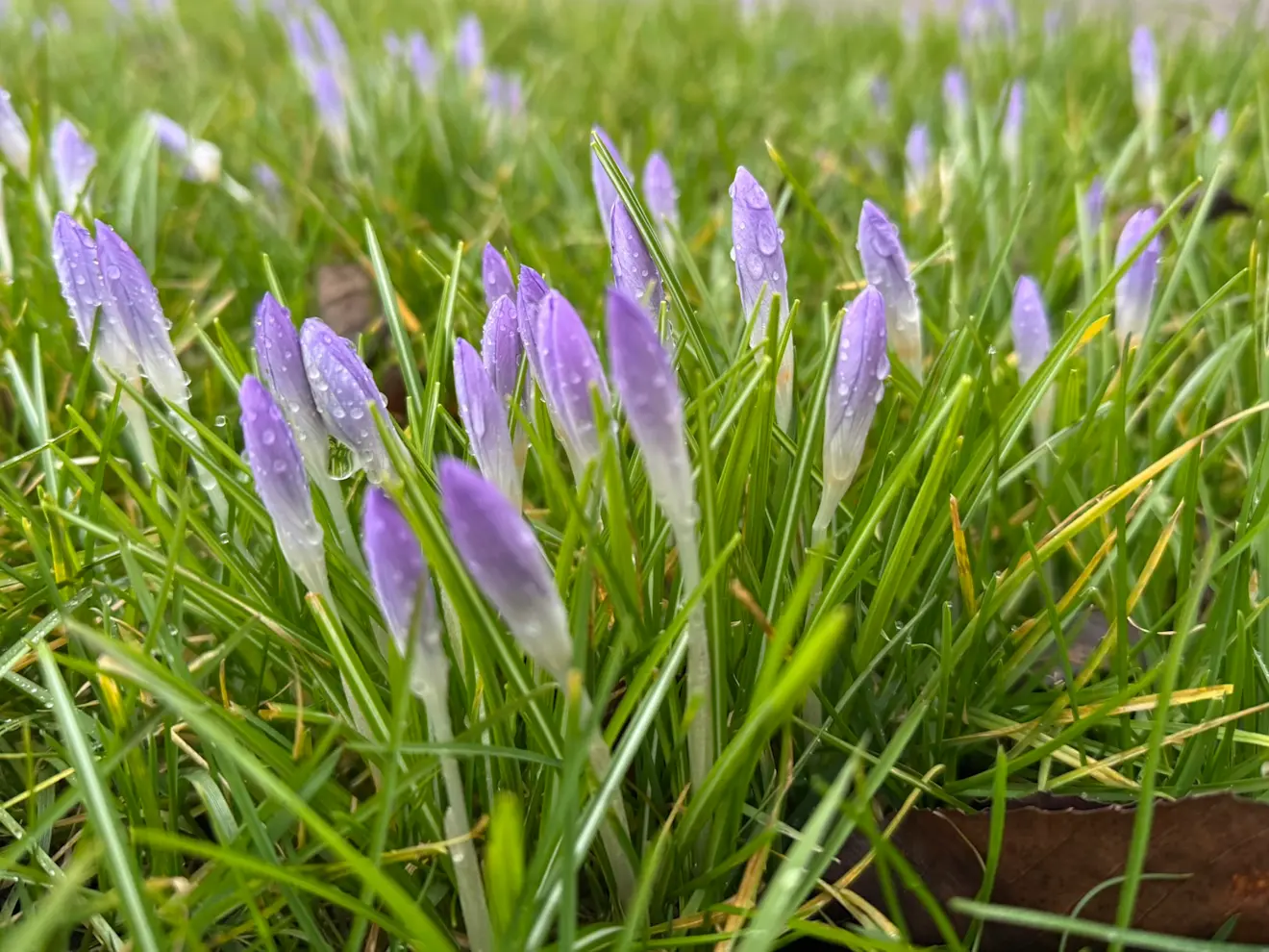 Krokussen staan klaar voor de lente - Jolanda Bakker