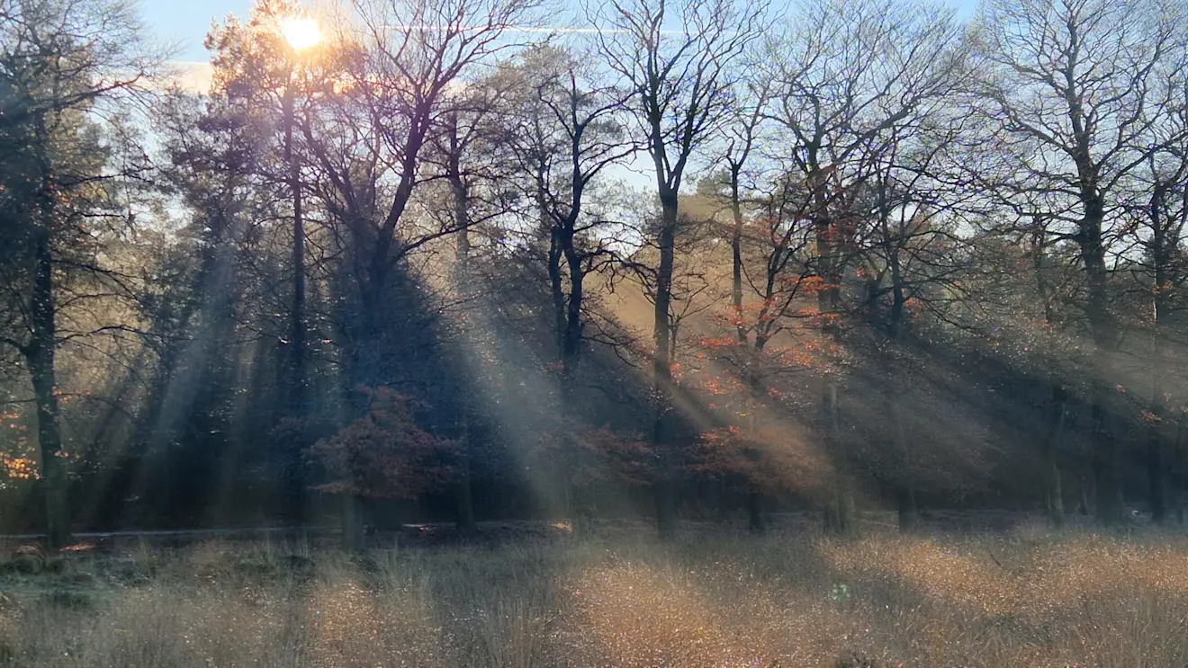 In de schaduw van de bomen bleef nog wel wat mist hangen. Het leverde deze mooie zonneharpen op - Reinout van den Born