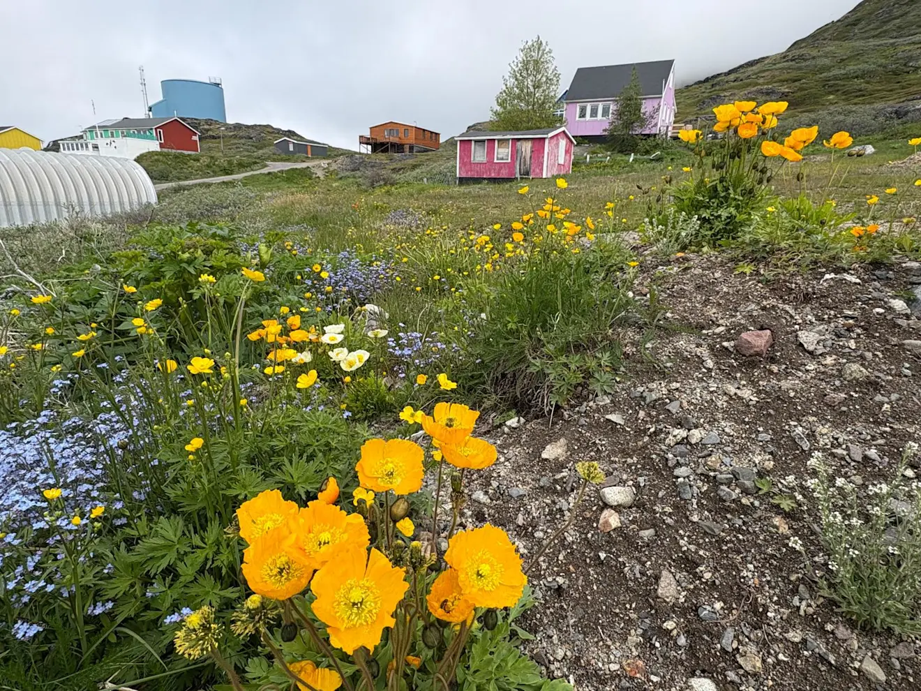 Het zuiden van Groenland is behoorlijk groen en er bloeien bloemen - Pieter Bliek