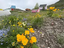 Het zuiden van Groenland is behoorlijk groen en er bloeien bloemen - Pieter Bliek