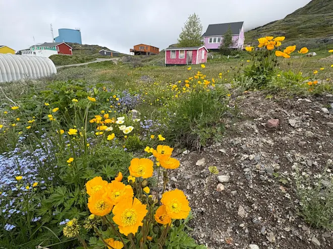 Het zuiden van Groenland is behoorlijk groen en er bloeien bloemen - Pieter Bliek