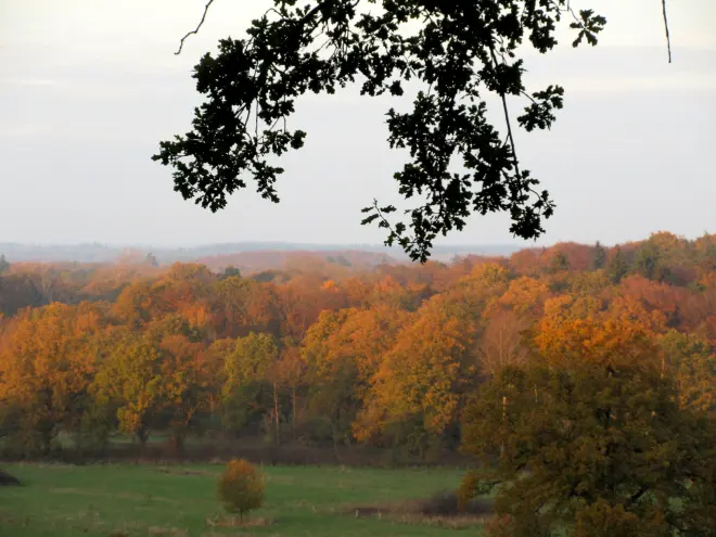 Herfstbeeld - Tonny Morsink