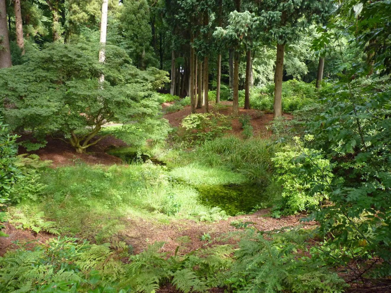 Ook in de bossen is het nog genieten -Chris Meewis