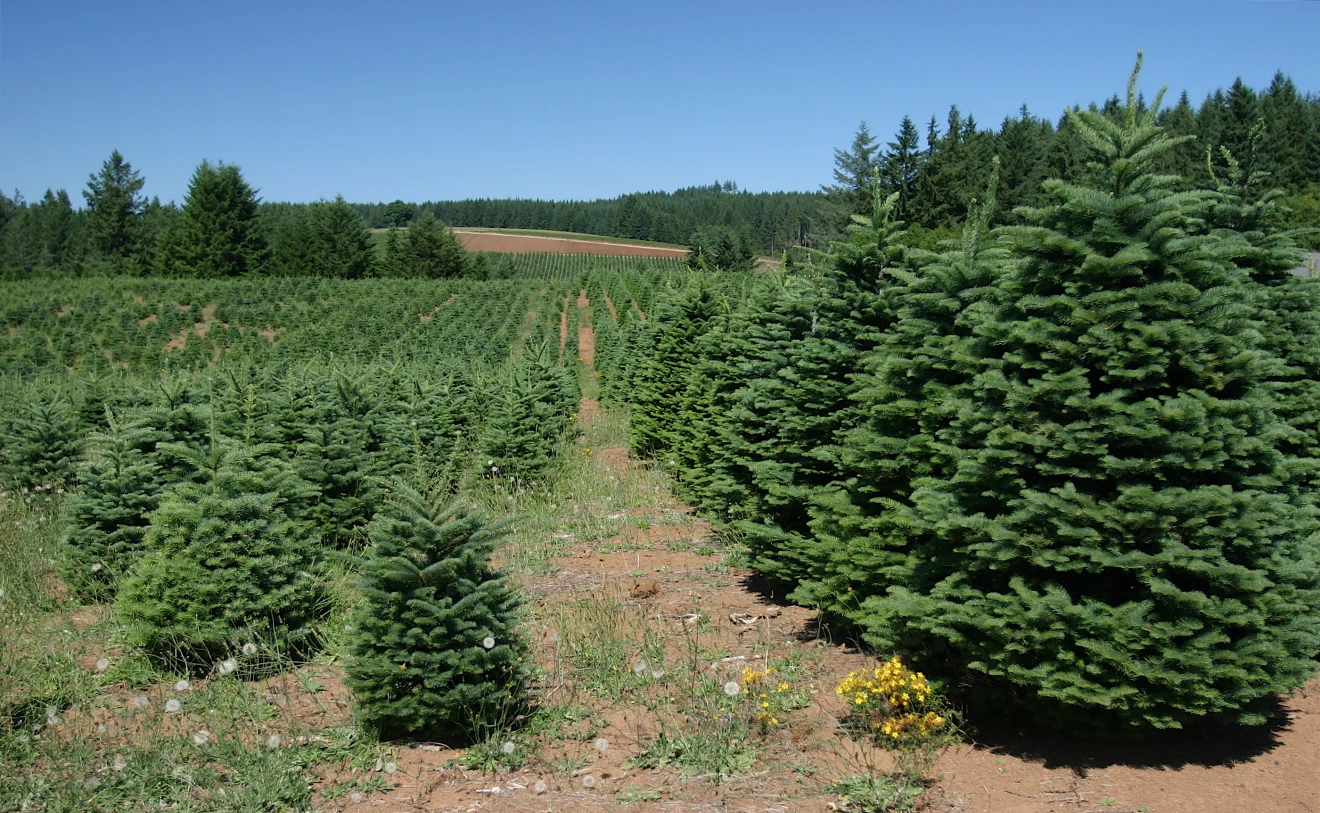 Een boerderij waarop in kerstbomen worden gekweekt in Oregon - Wikipedia