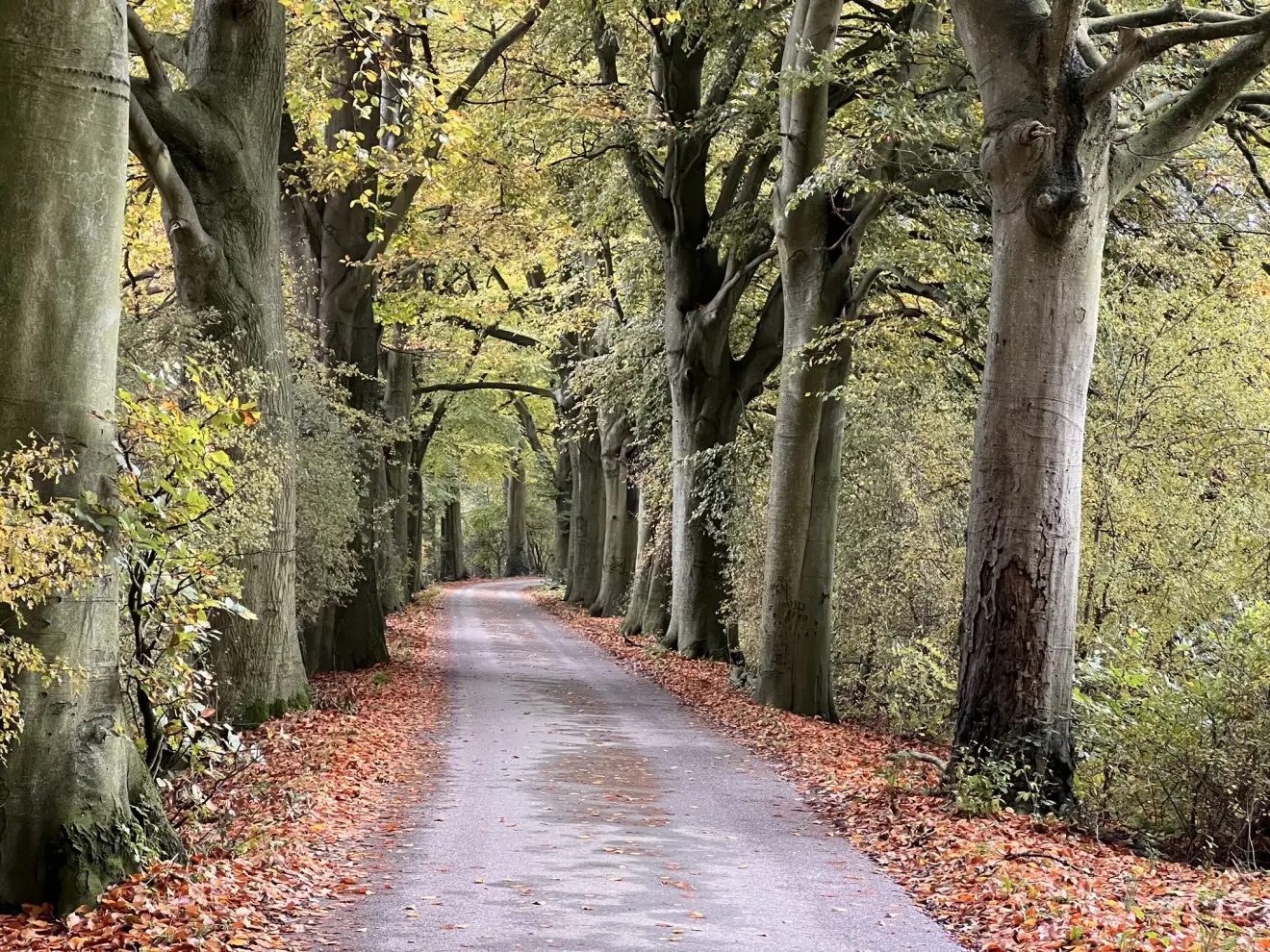 Genieten van de herfstkleuren in dit bos - John Oomen