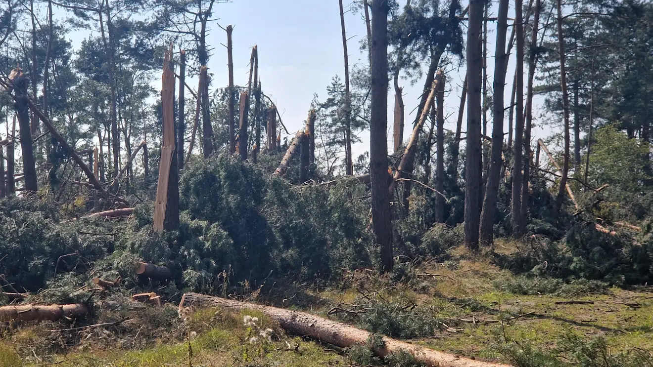 Schade door het onweer in het Dwingelderveld - Reinout van den Born