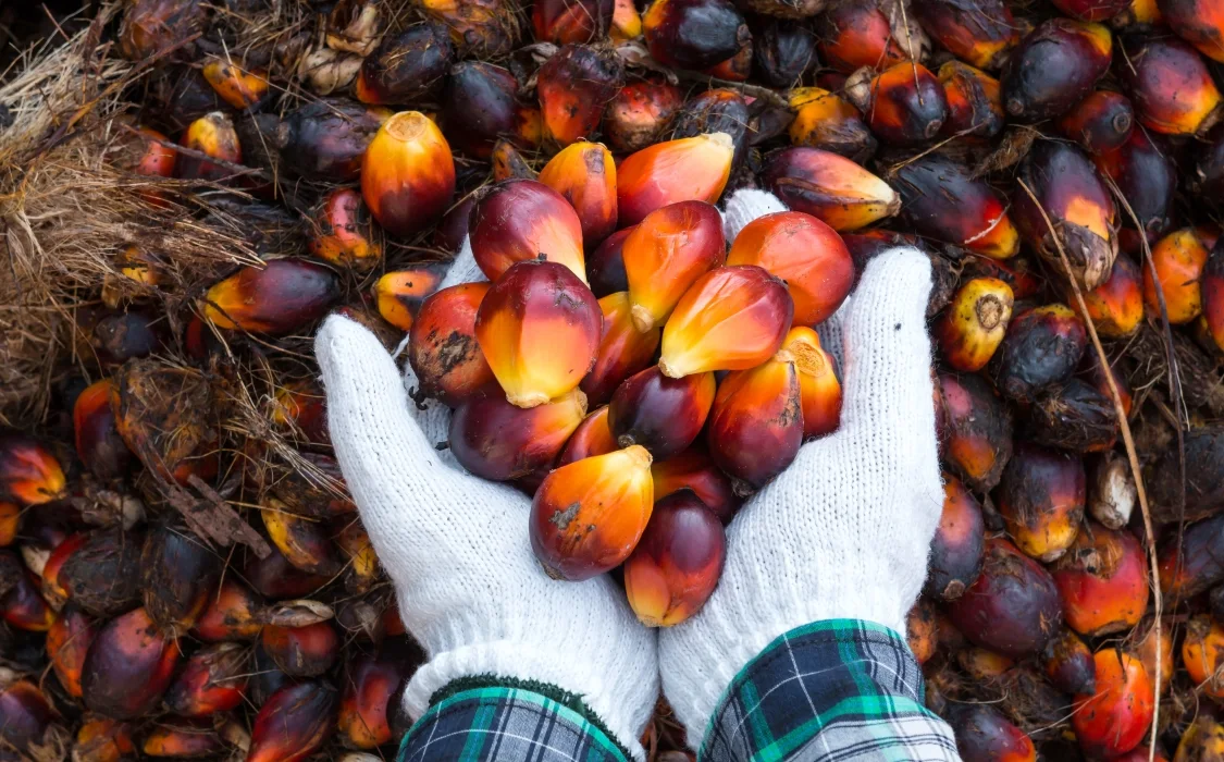 palm-oil-fruits v2
