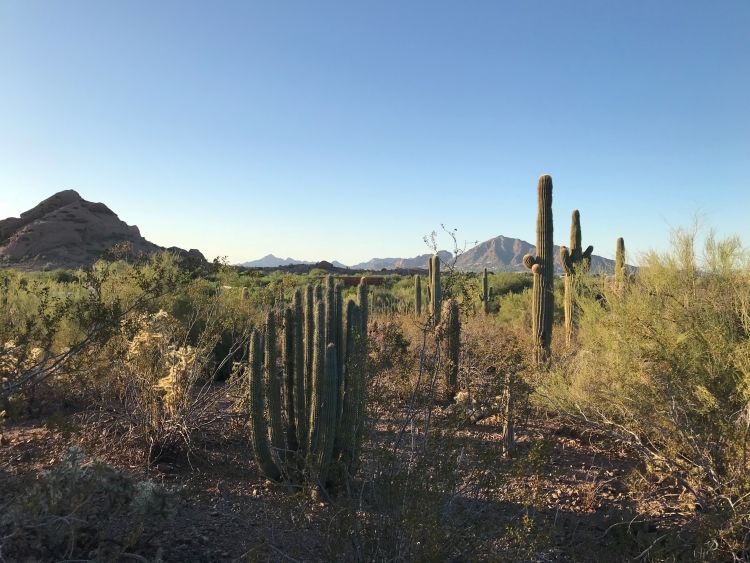 Book vacation homes near Desert Botanical Garden in Phoenix