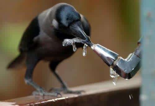 Independent Crow