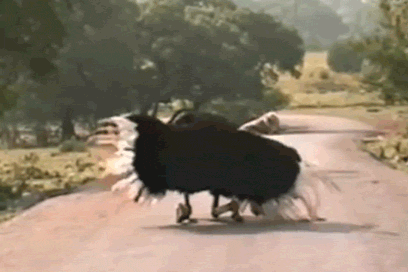 Adaptable Ostrich