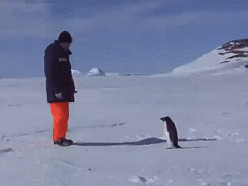 Vivacious Penguin