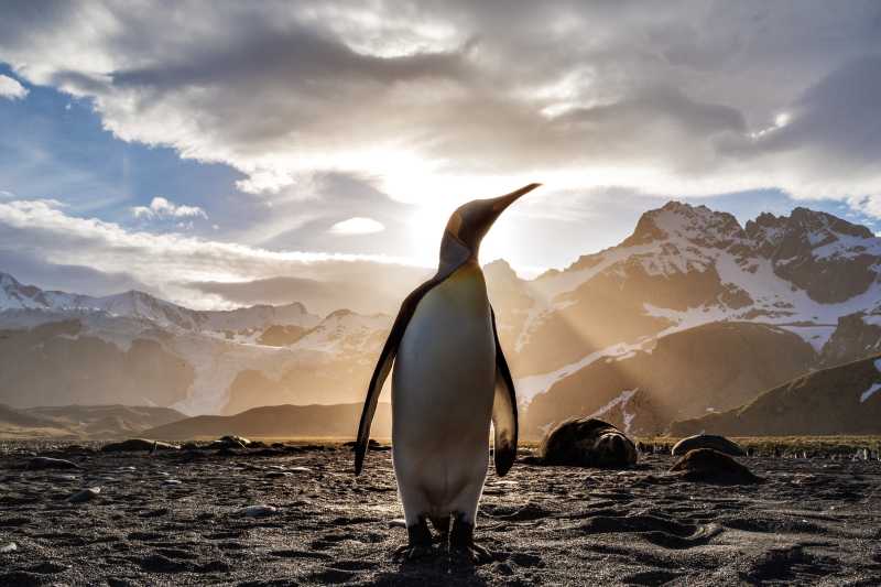 Vivacious Penguin