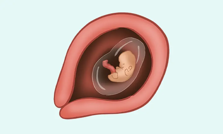 À quoi ressemble un embryon à 5 semaines de grossesse (7 SA)