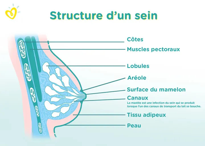 Structure d’un sein