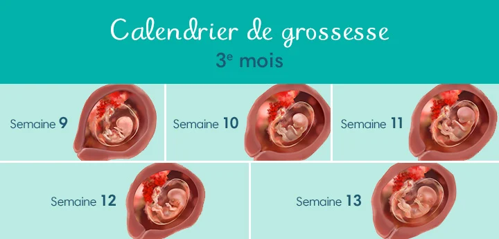 fœtus à 3 mois de grossesse fœtus à 3 mois de grossesse