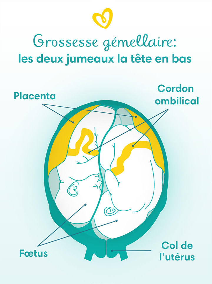 Grossesse Gemellaire Tout Savoir Pampers Fr