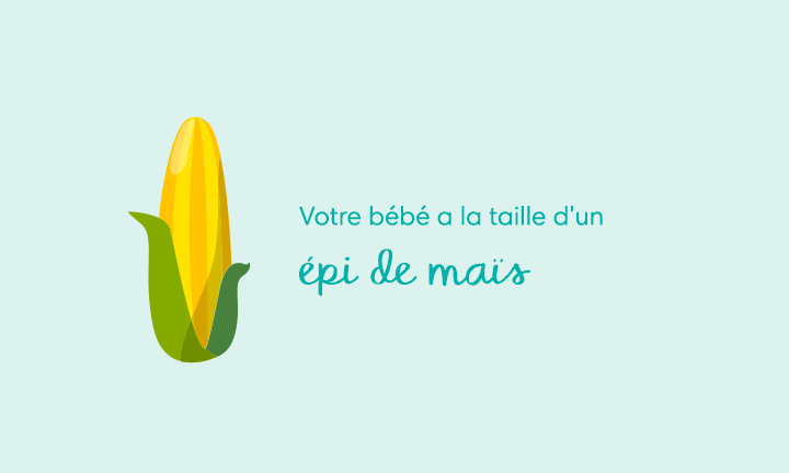 24 Semaines De Grossesse Pampers Fr