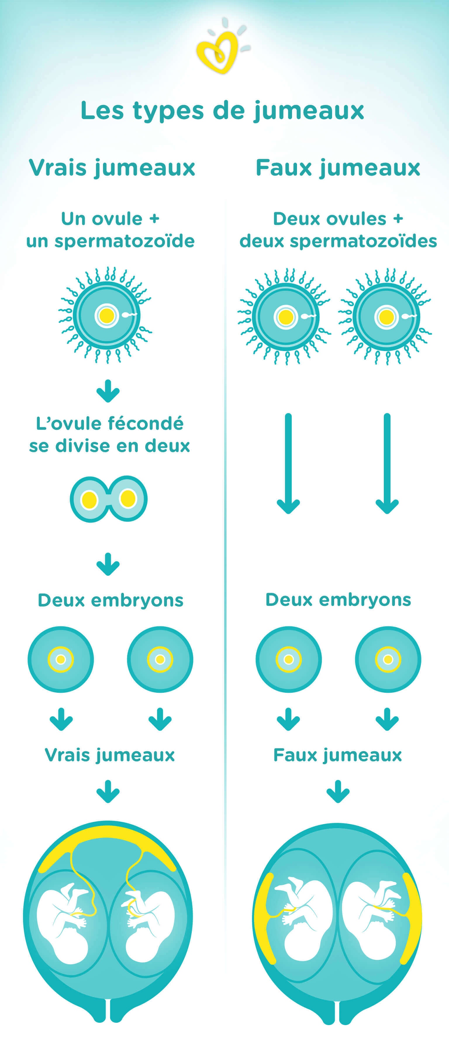 Types De Jumeaux   Les Jumeaux