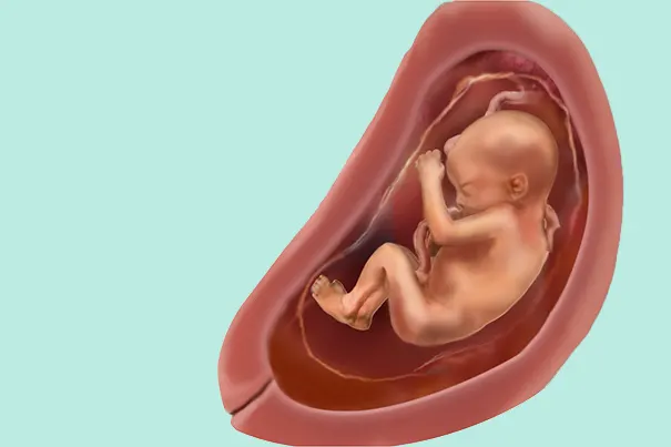 Un bébé après 26 semaines de grossesse (28 SA)