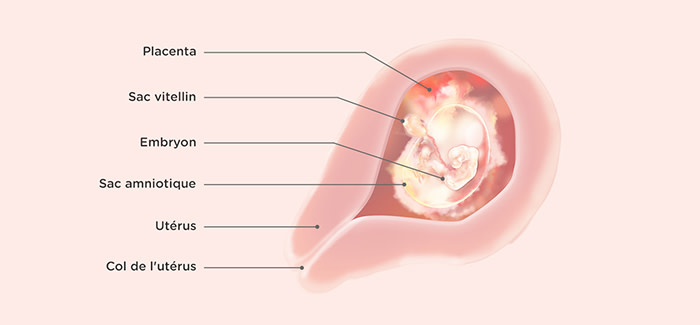 5 Semaines De Grossesse Symptomes Et Conseils Pampers
