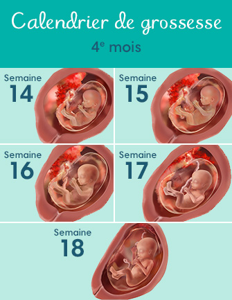 14 semaines de grossesse (16 SA) : c'est le début du 4e mois !