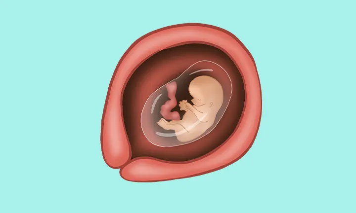 un fœtus à 9 semaines de grossesse 