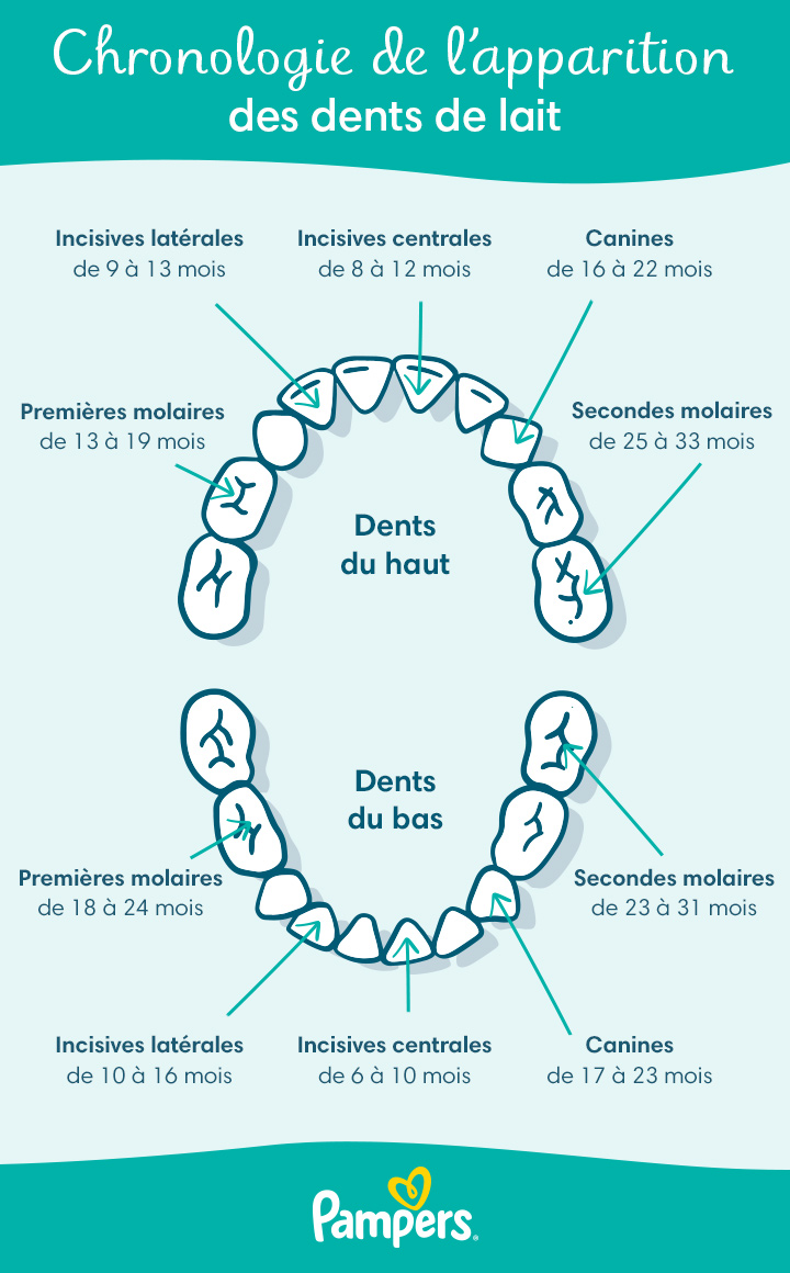 Prendre soin des dents de bébé à 6 mois