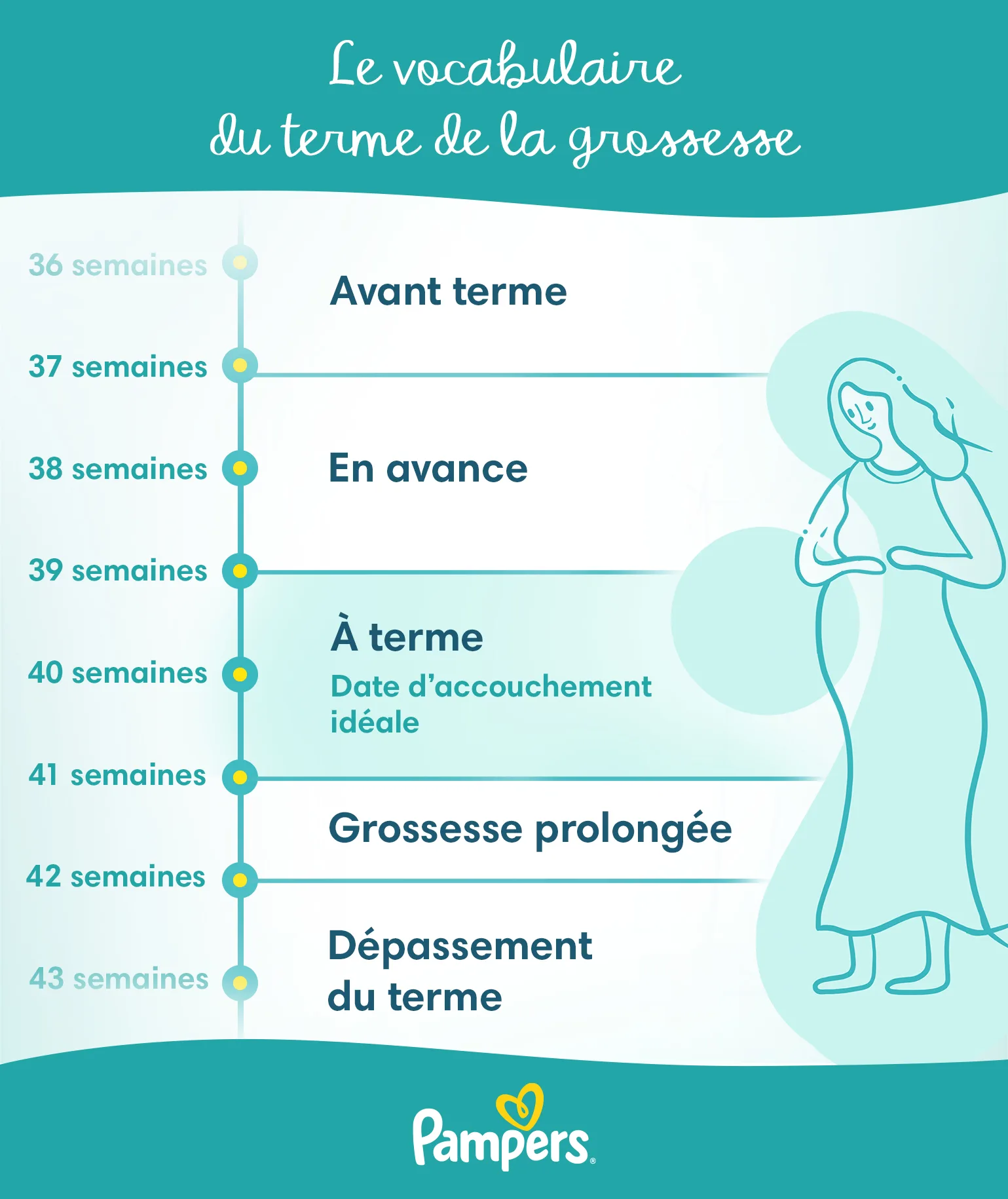 Le vocabulaire du terme de la grossesse