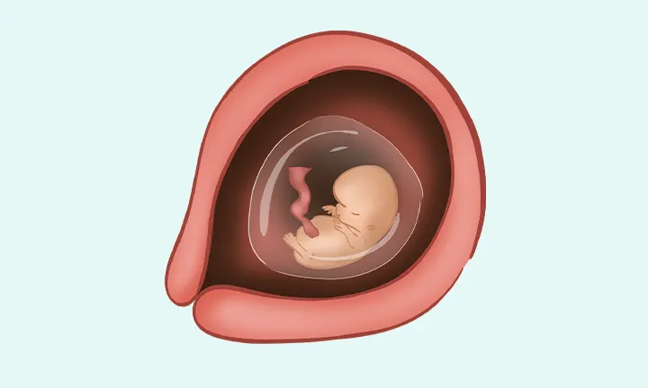 À quoi ressemble un embryon à 7 semaines de grossesse (9 SA)