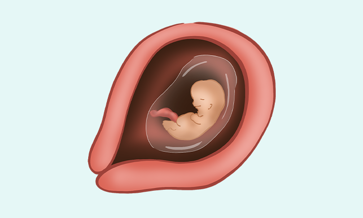 6 semaines de grossesse (8 SA) : à quoi s'attendre | Pampers FR