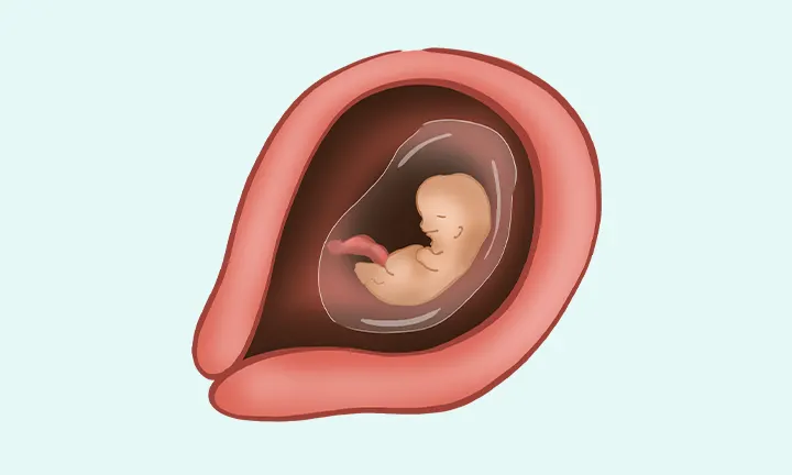 À quoi ressemble un embryon à 6 semaines de grossesse (8 SA)