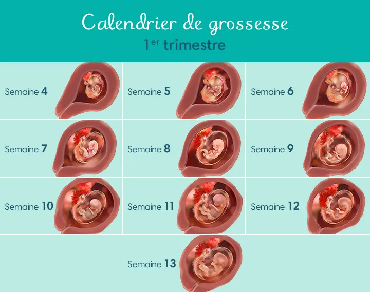 développement de votre bébé - 1er trimestre de grossesse développement de votre bébé - 1er trimestre de grossesse