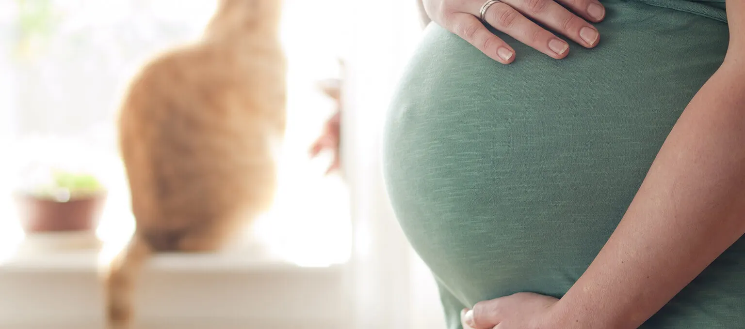 Femme enceinte avec la toxoplasmose